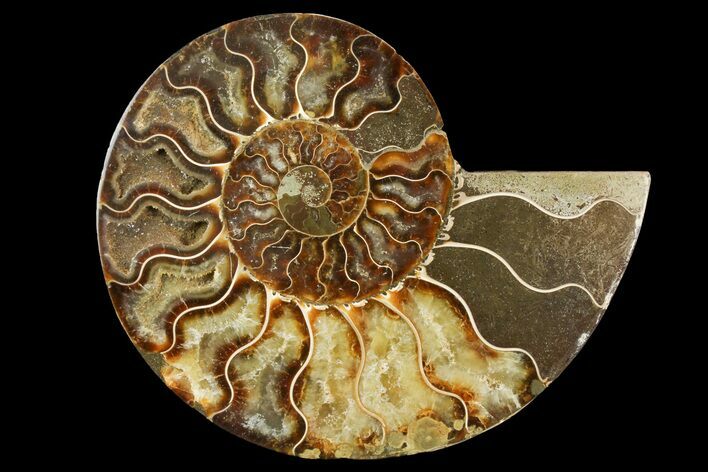 Cut & Polished Ammonite Fossil (Half) - Madagascar #157957